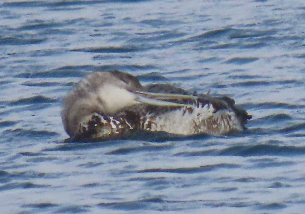 Yellow-billed Loon - ML636648985