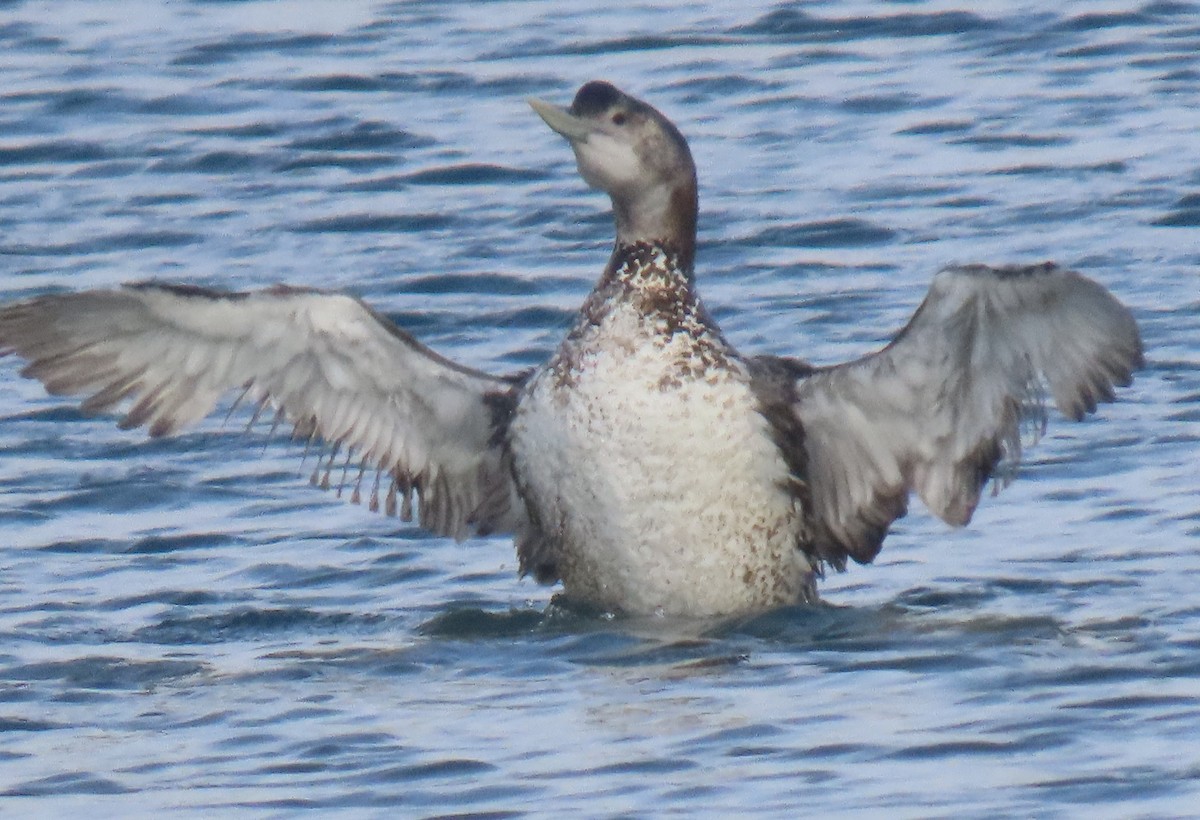 Yellow-billed Loon - ML636648993