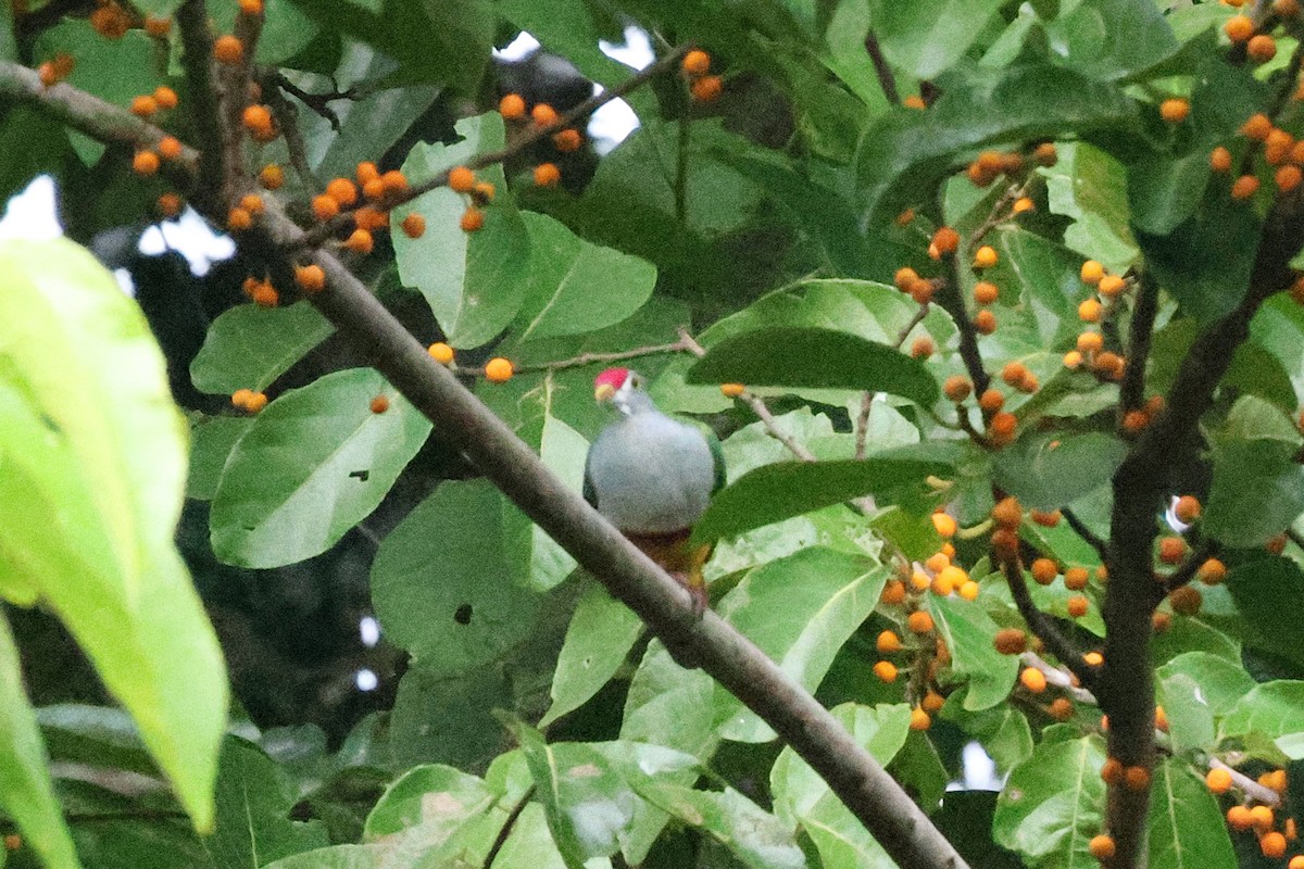 Beautiful Fruit-Dove - ML636649101