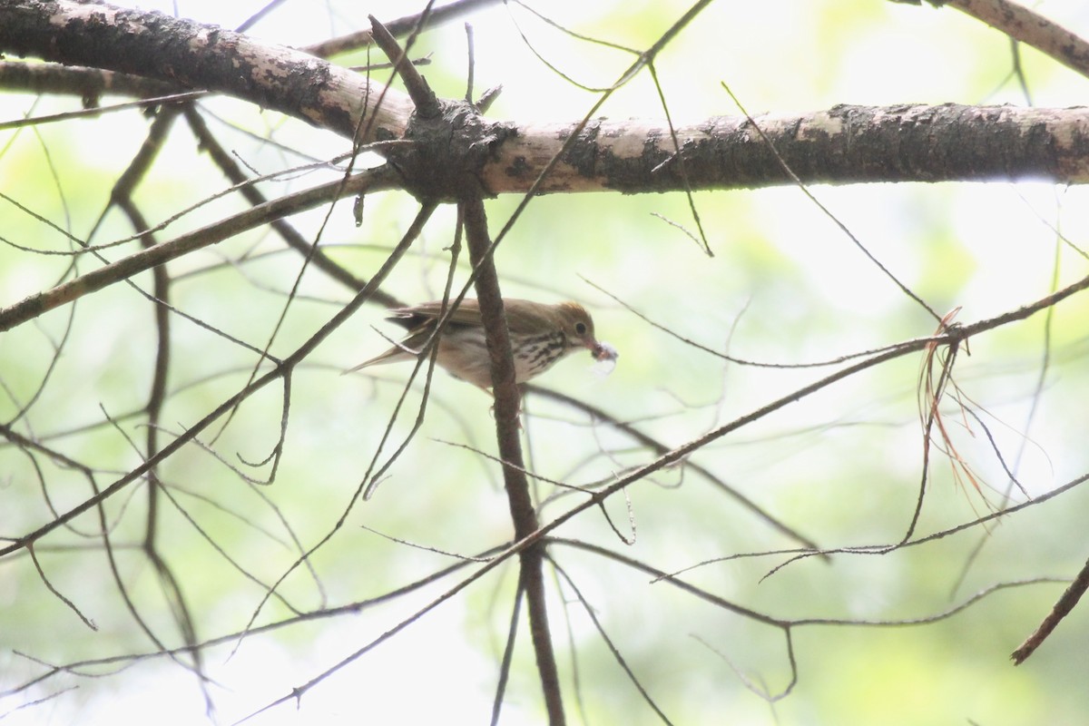 Ovenbird - ML636649103