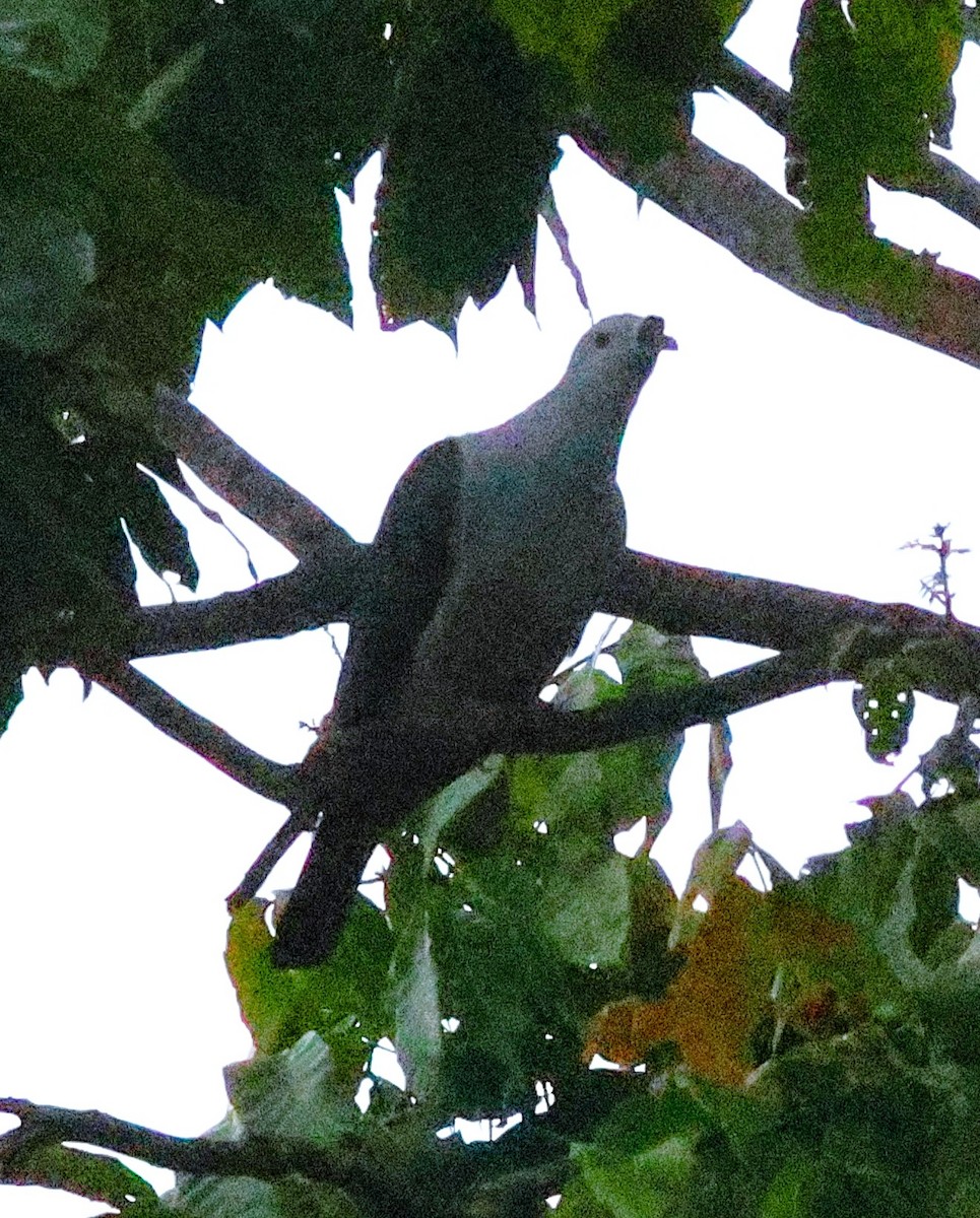 Spice Imperial-Pigeon - ML636649111