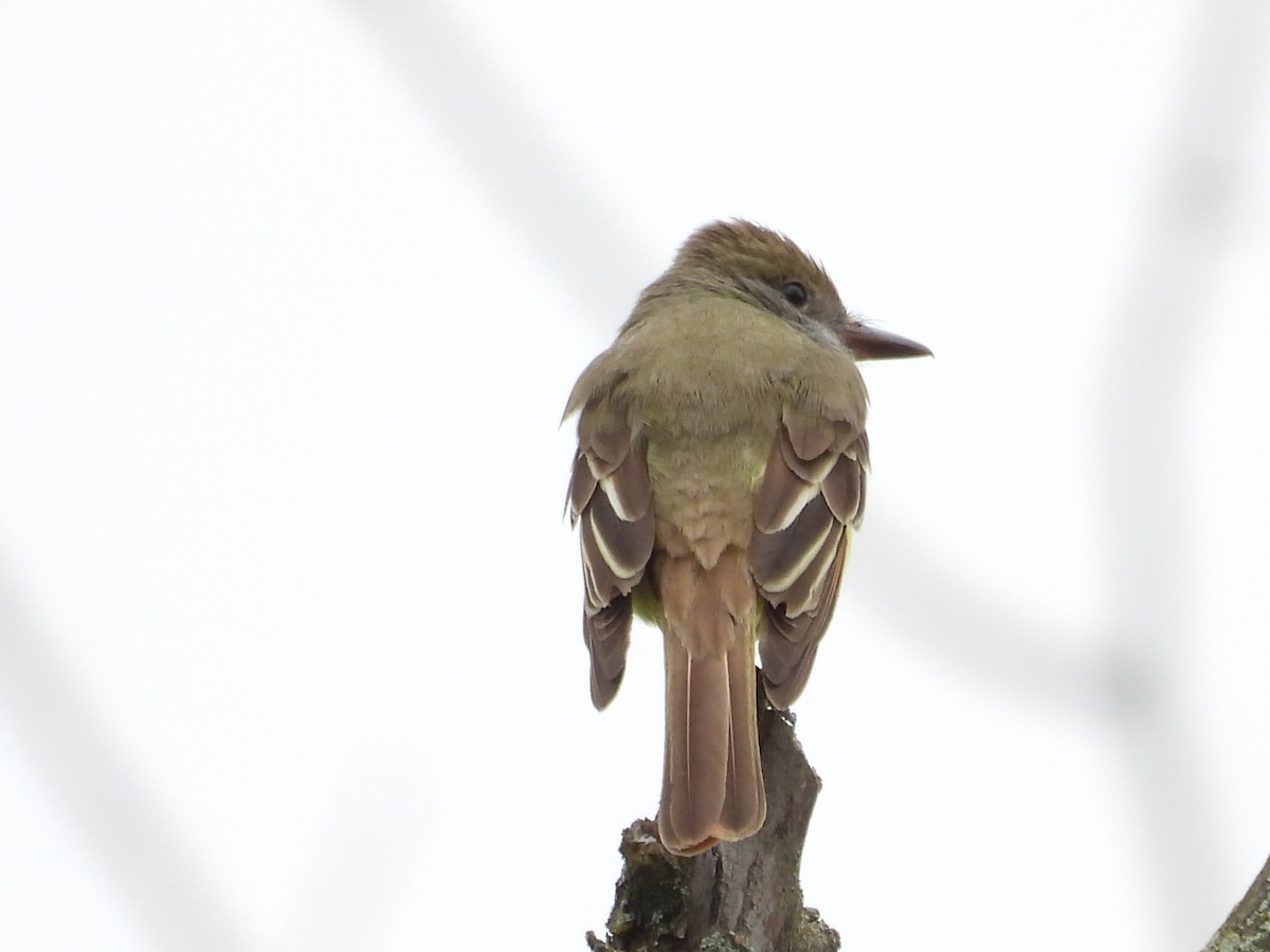 Great Crested Flycatcher - ML636649116