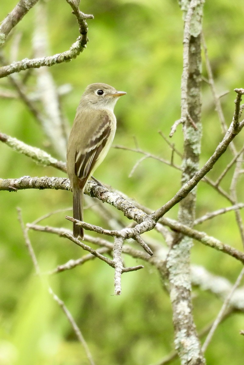 new world flycatcher sp. - ML636649173