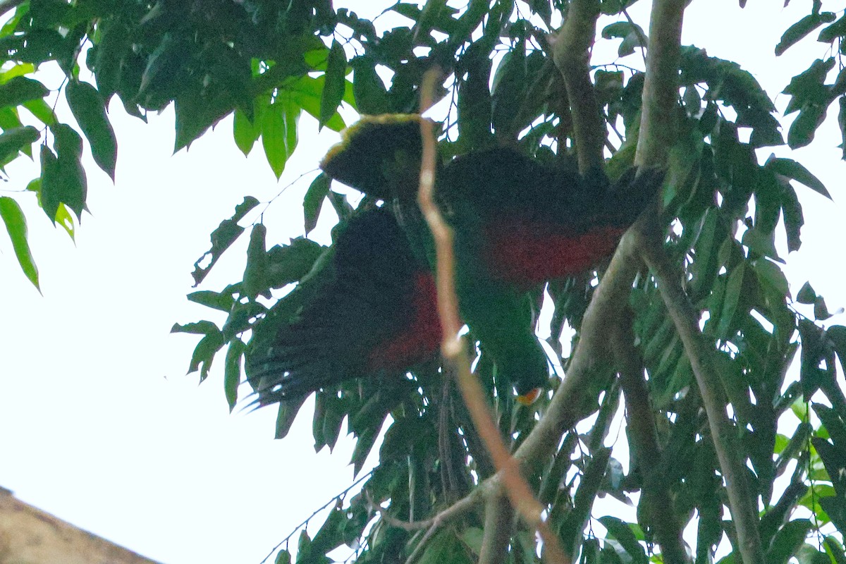 Papuan Eclectus - ML636649214