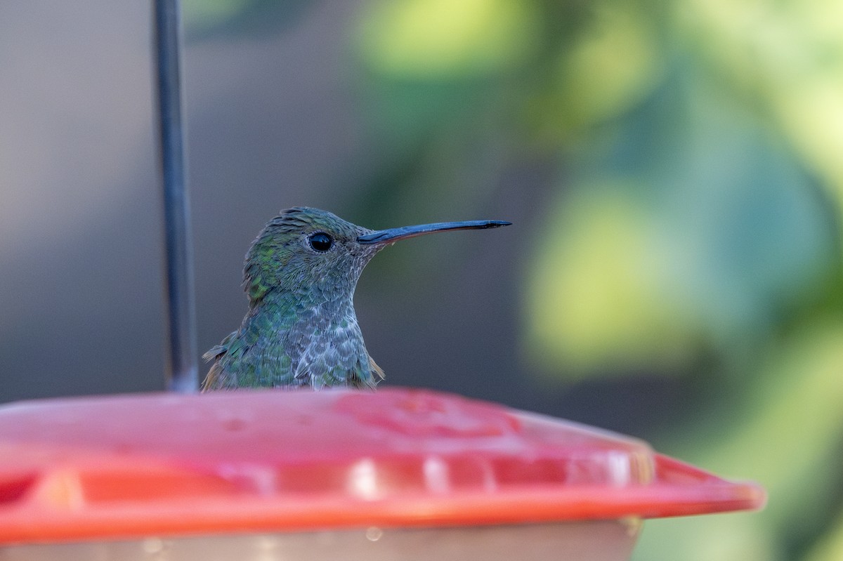 Berylline Hummingbird - ML636649231