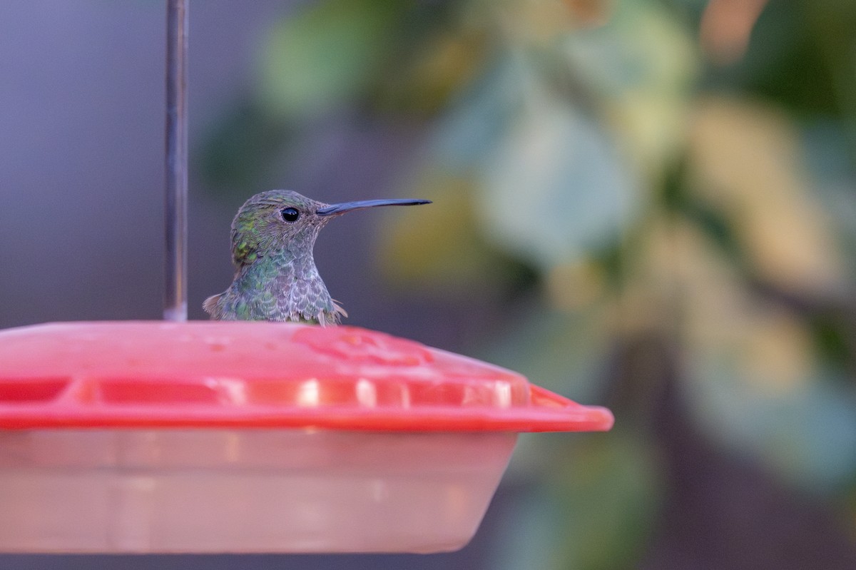 Berylline Hummingbird - ML636649232