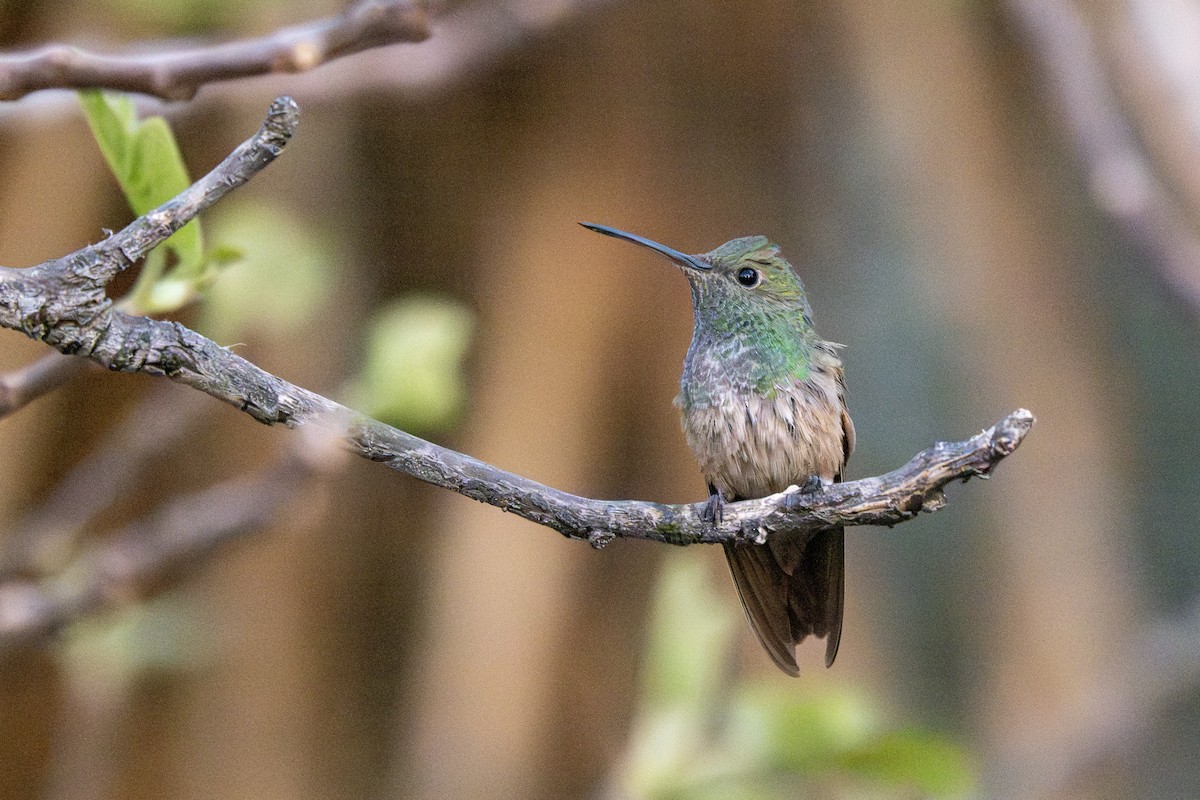 Berylline Hummingbird - ML636649233