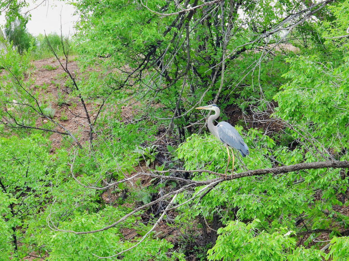Great Blue Heron - ML636649259