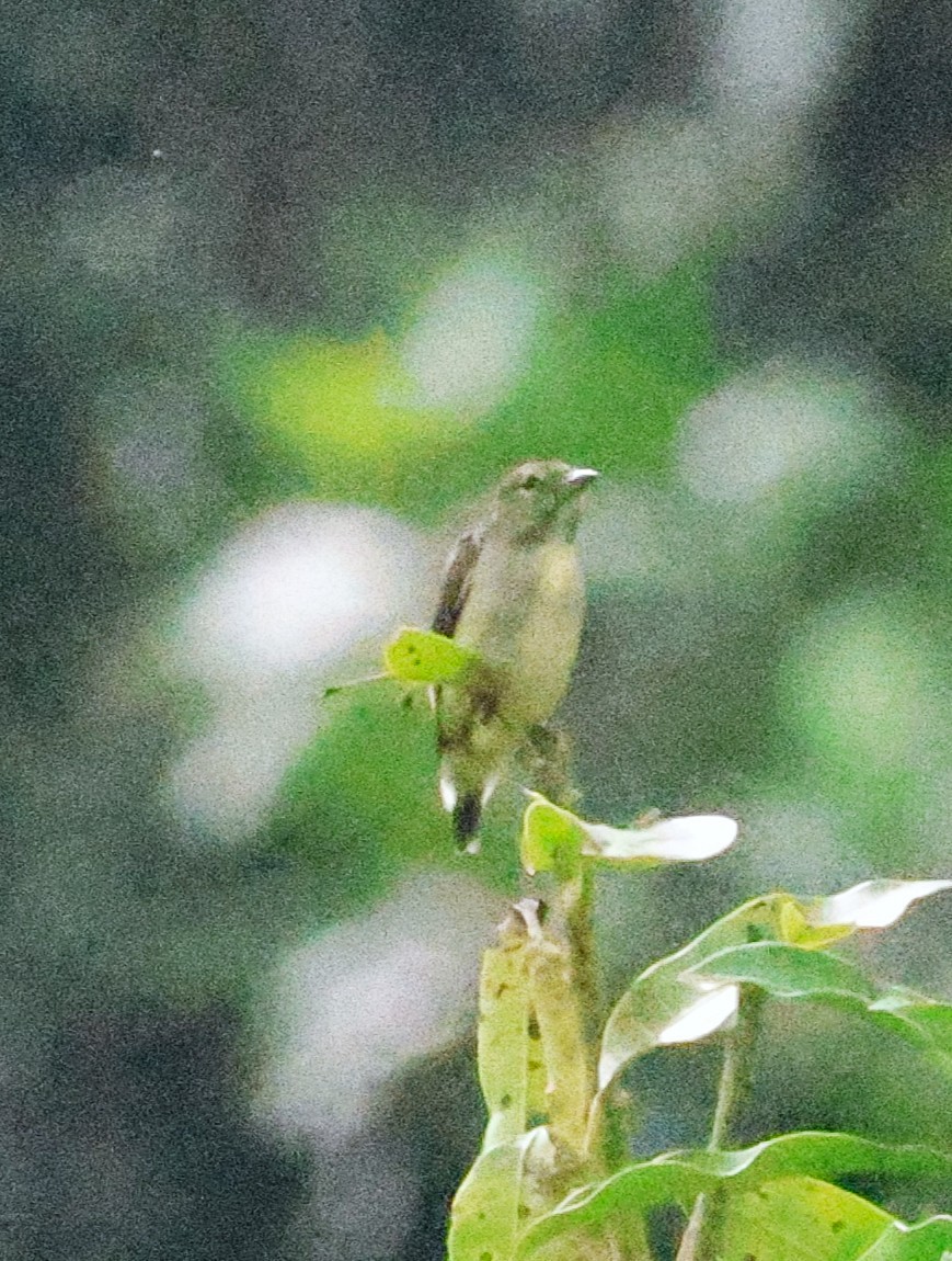 Olive-crowned Flowerpecker - ML636649297