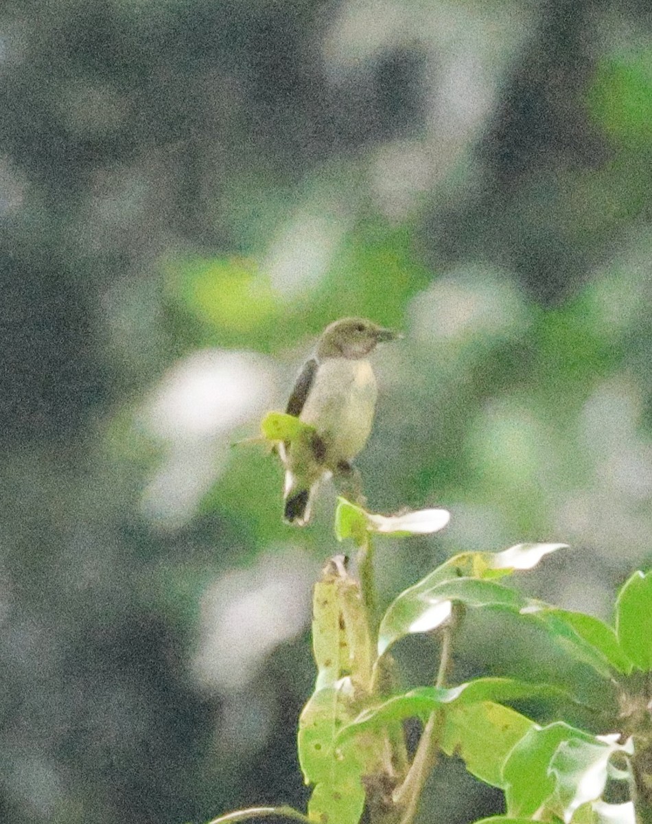 Olive-crowned Flowerpecker - ML636649298