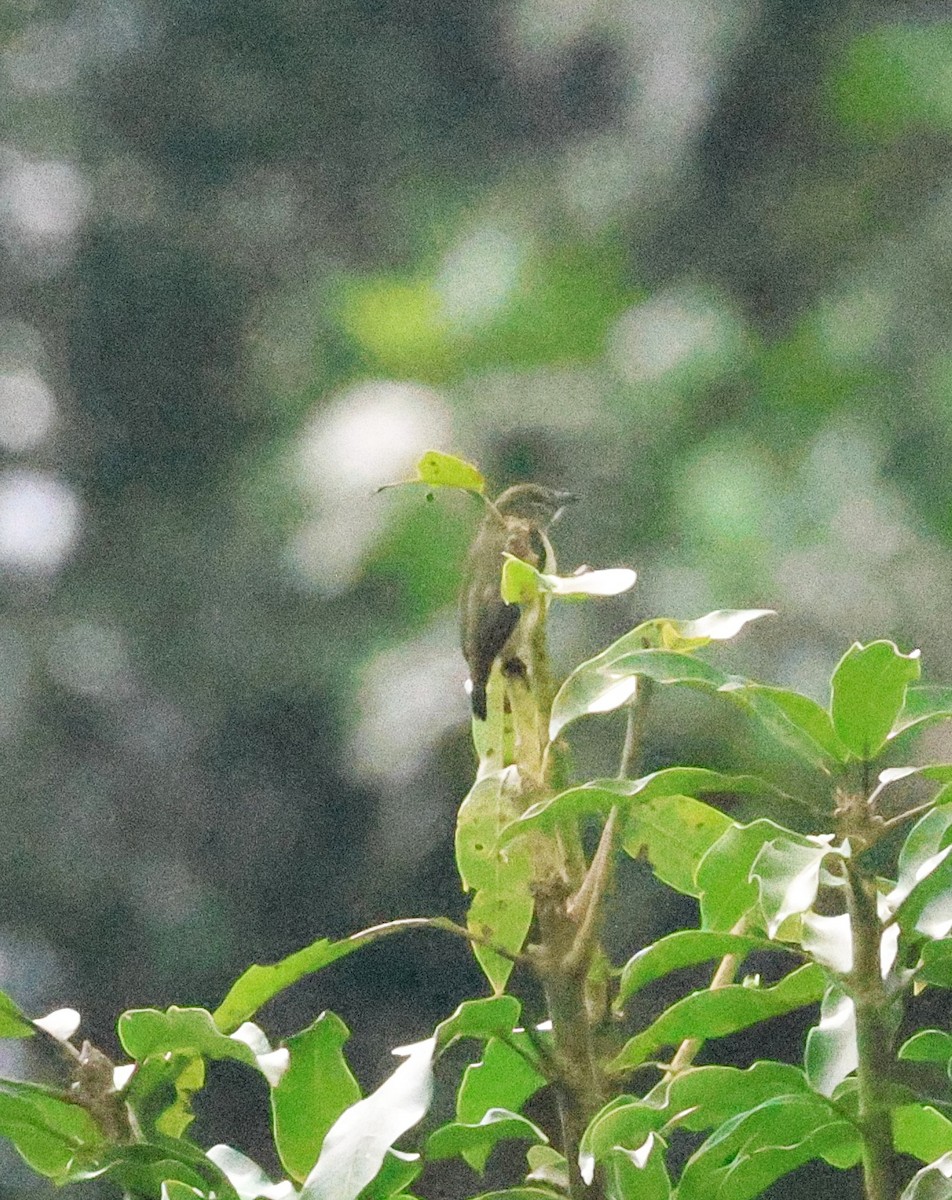 Olive-crowned Flowerpecker - ML636649299