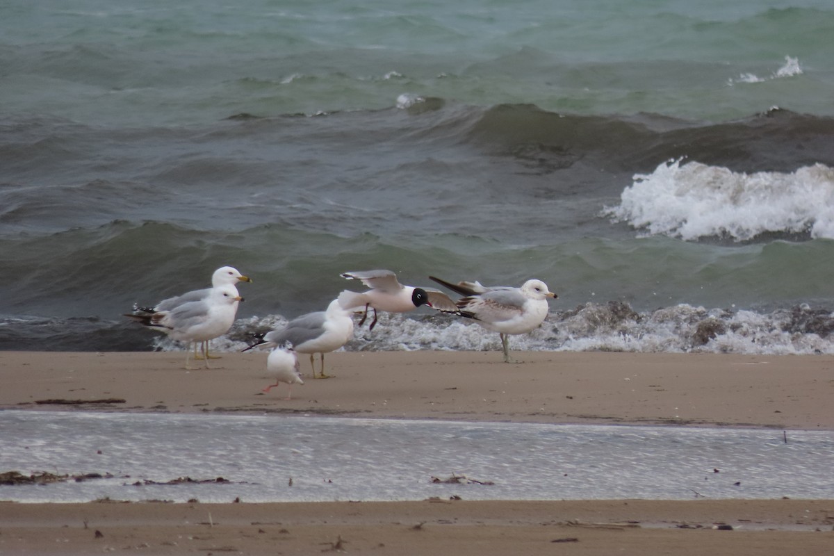 Franklin's Gull - ML636649306