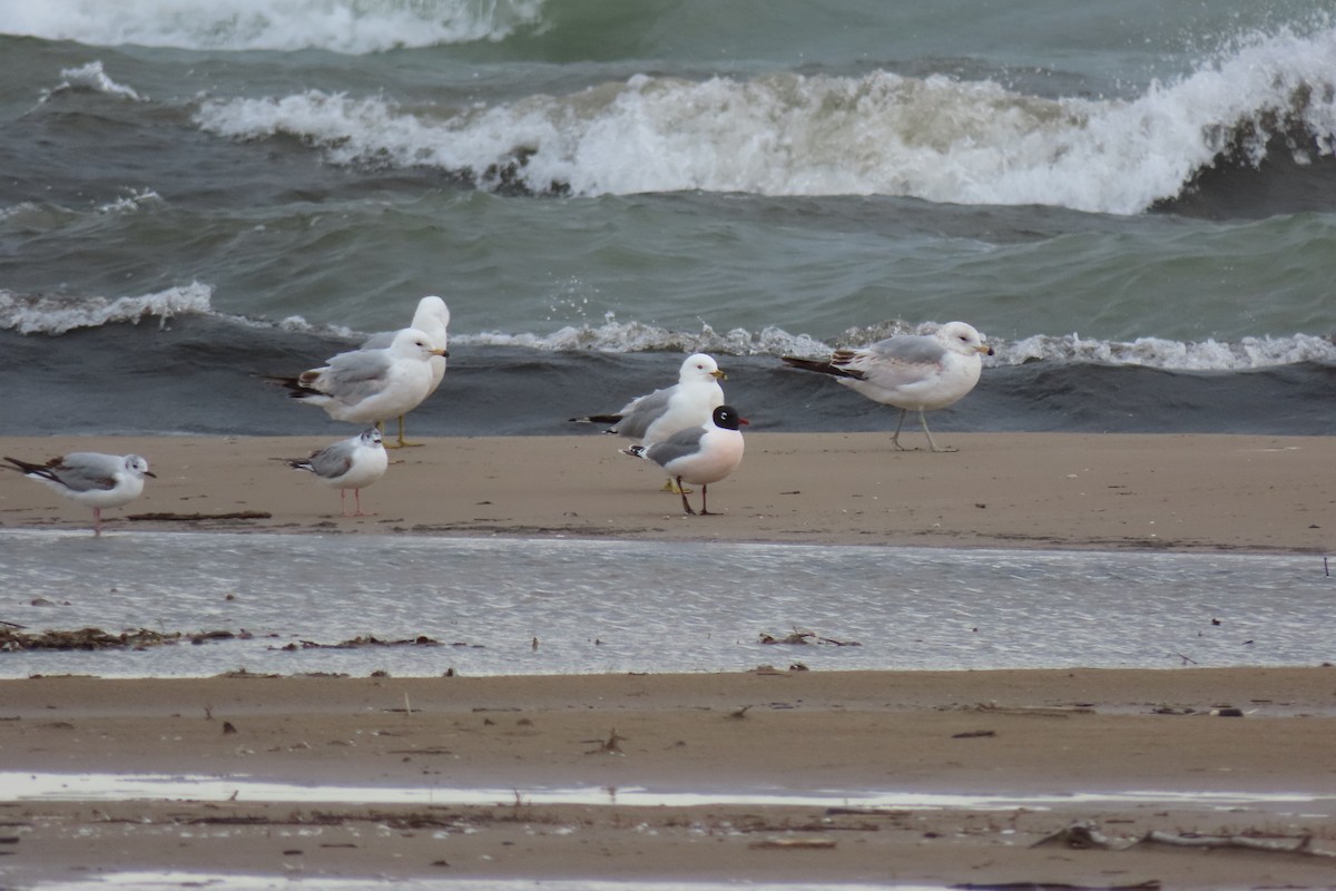 Franklin's Gull - ML636649307