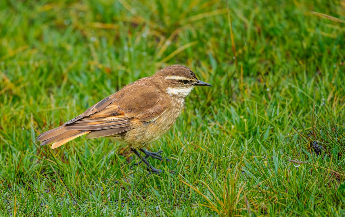 Chestnut-winged Cinclodes - ML636649409