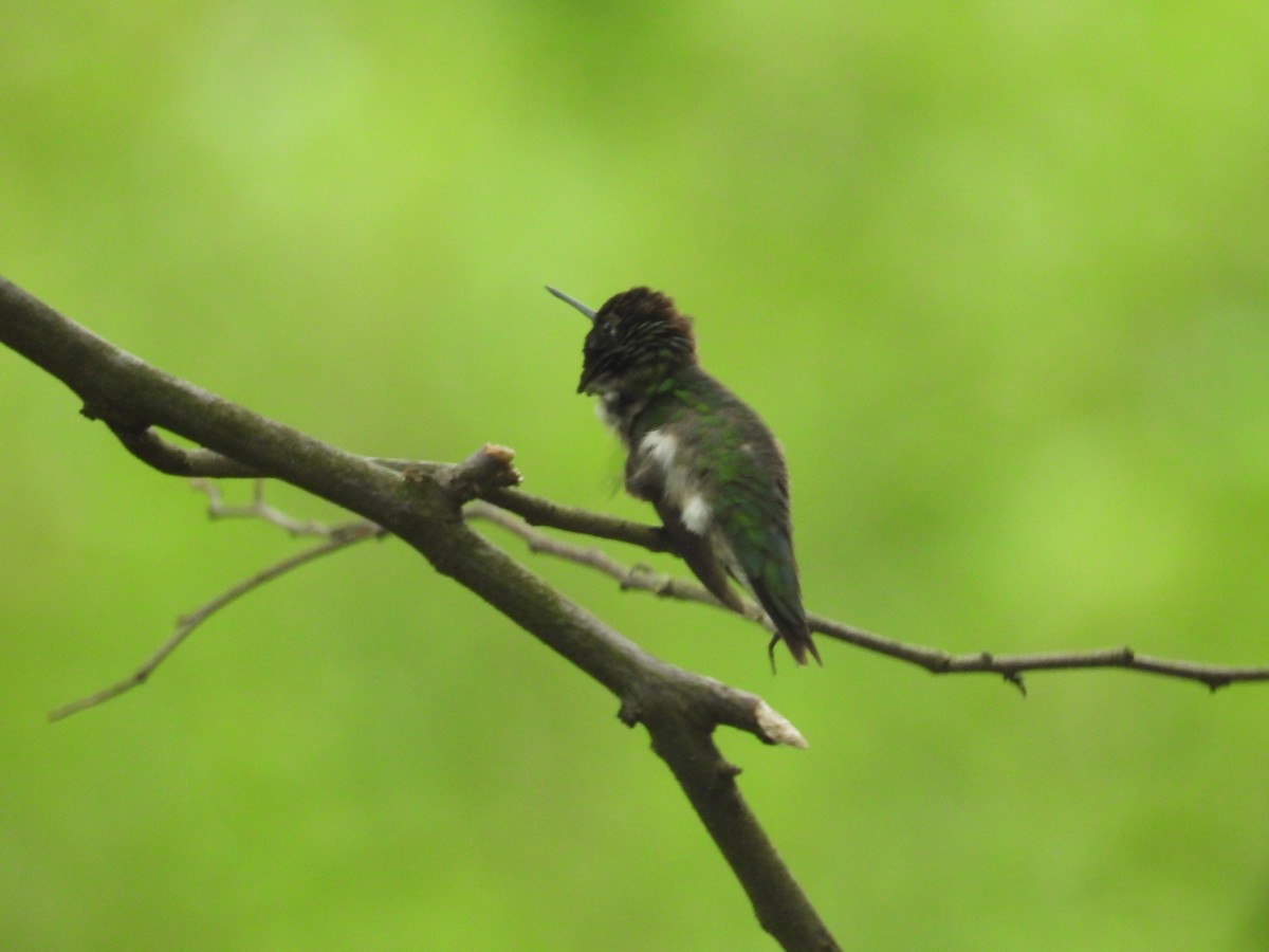 Ruby-throated Hummingbird - ML636649423
