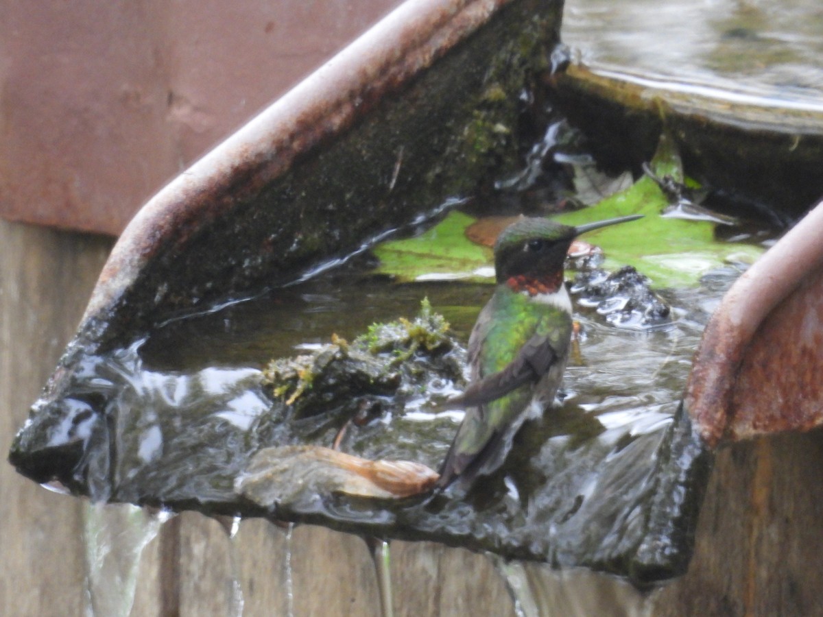 Ruby-throated Hummingbird - ML636649424