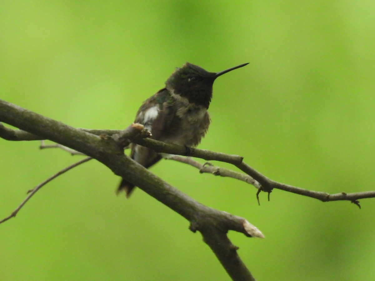 Ruby-throated Hummingbird - ML636649425