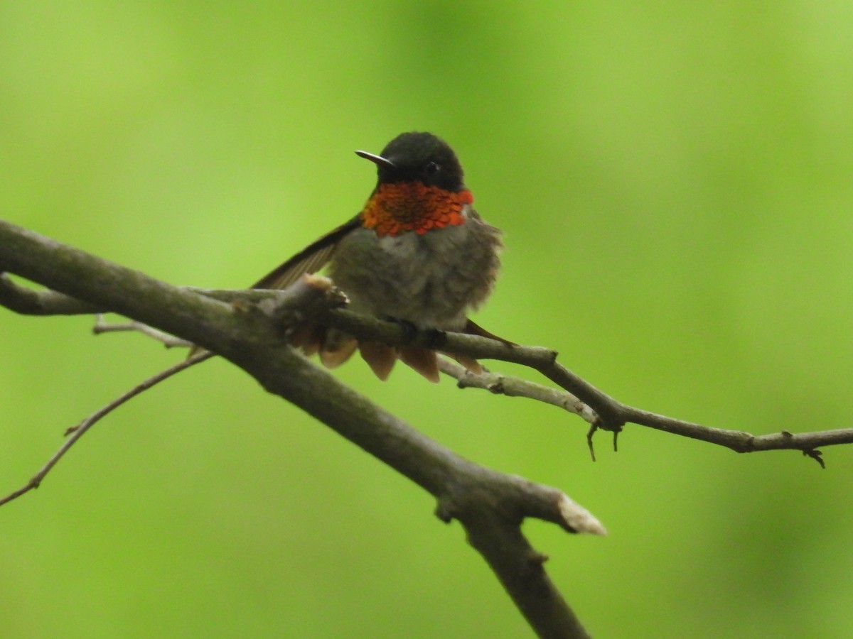 Ruby-throated Hummingbird - ML636649427