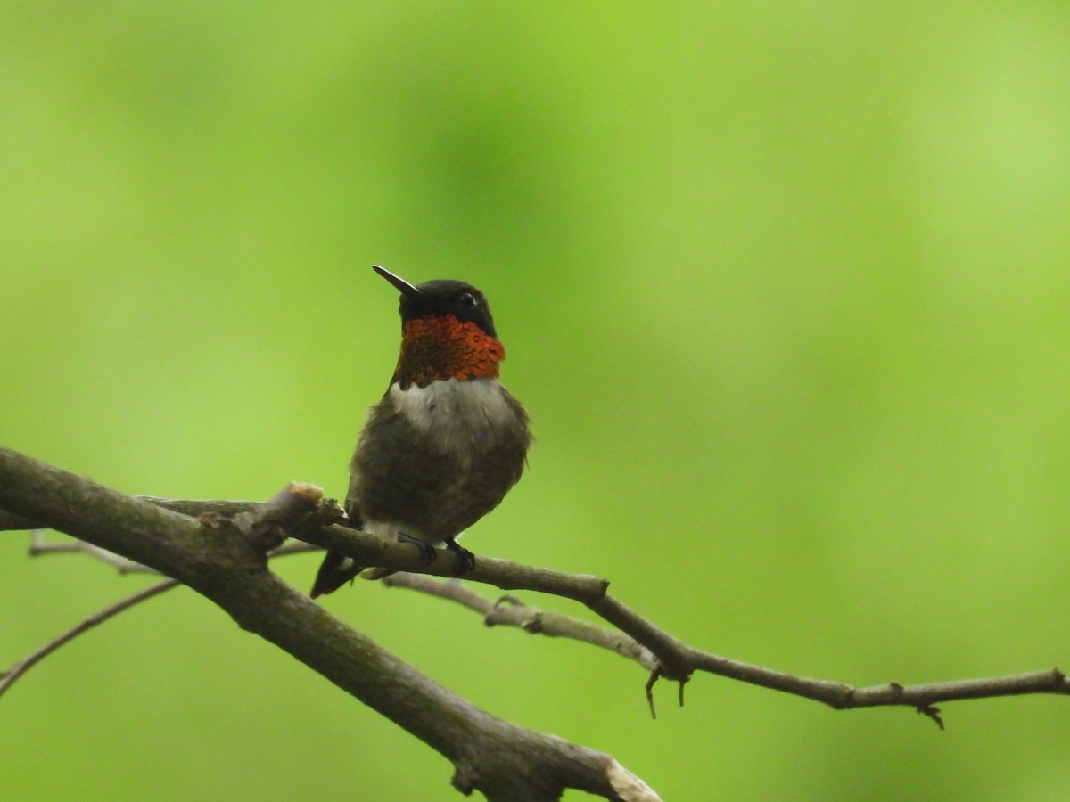 Ruby-throated Hummingbird - ML636649428