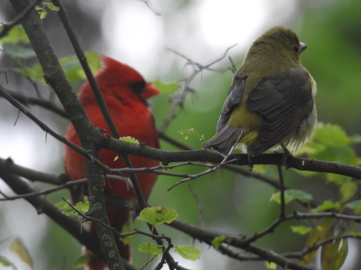 Scarlet Tanager - ML636649452