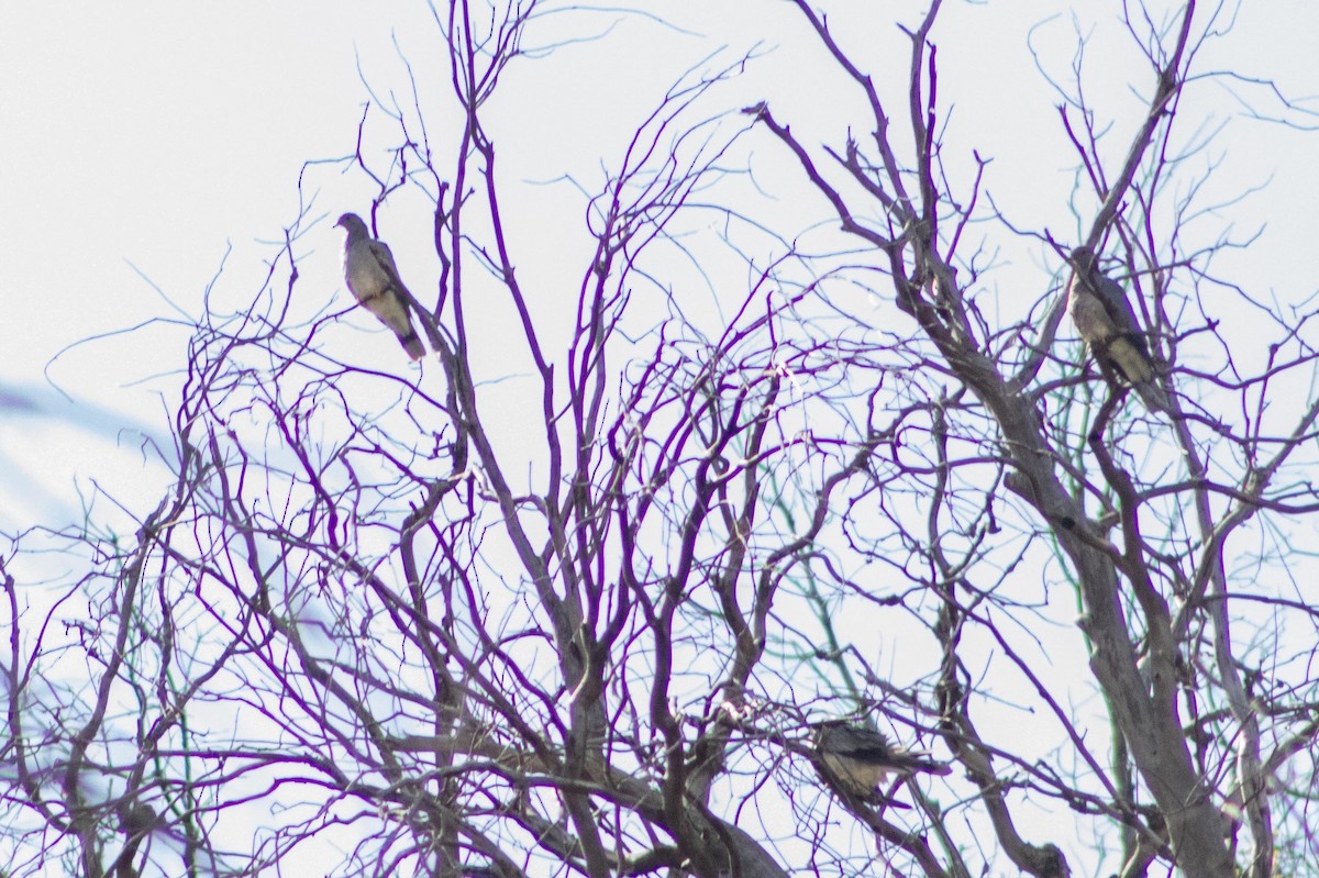 Bandtaube - ML636649477