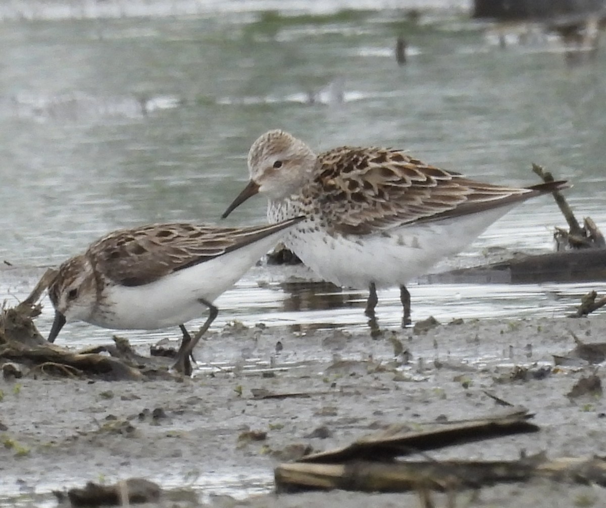 White-rumped Sandpiper - ML636649499