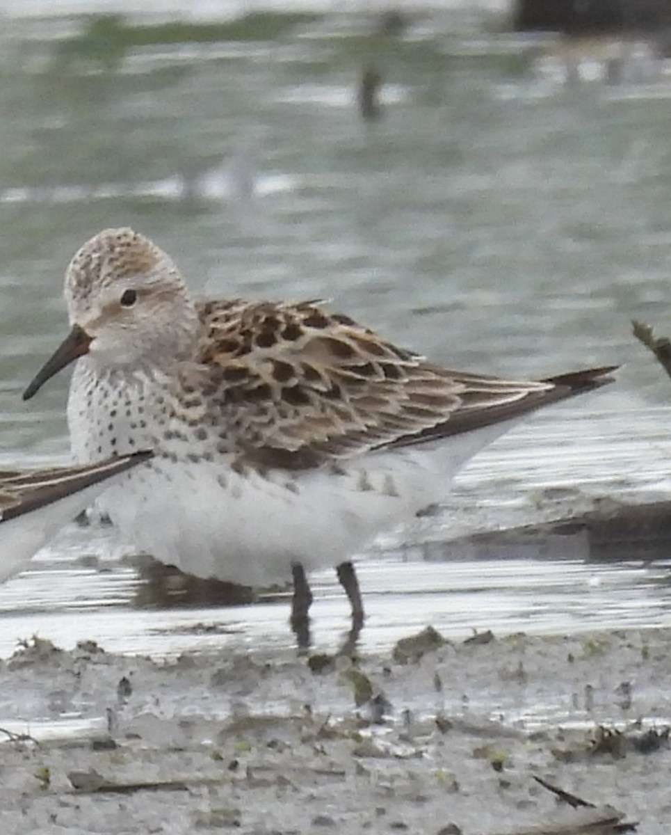 White-rumped Sandpiper - ML636649500