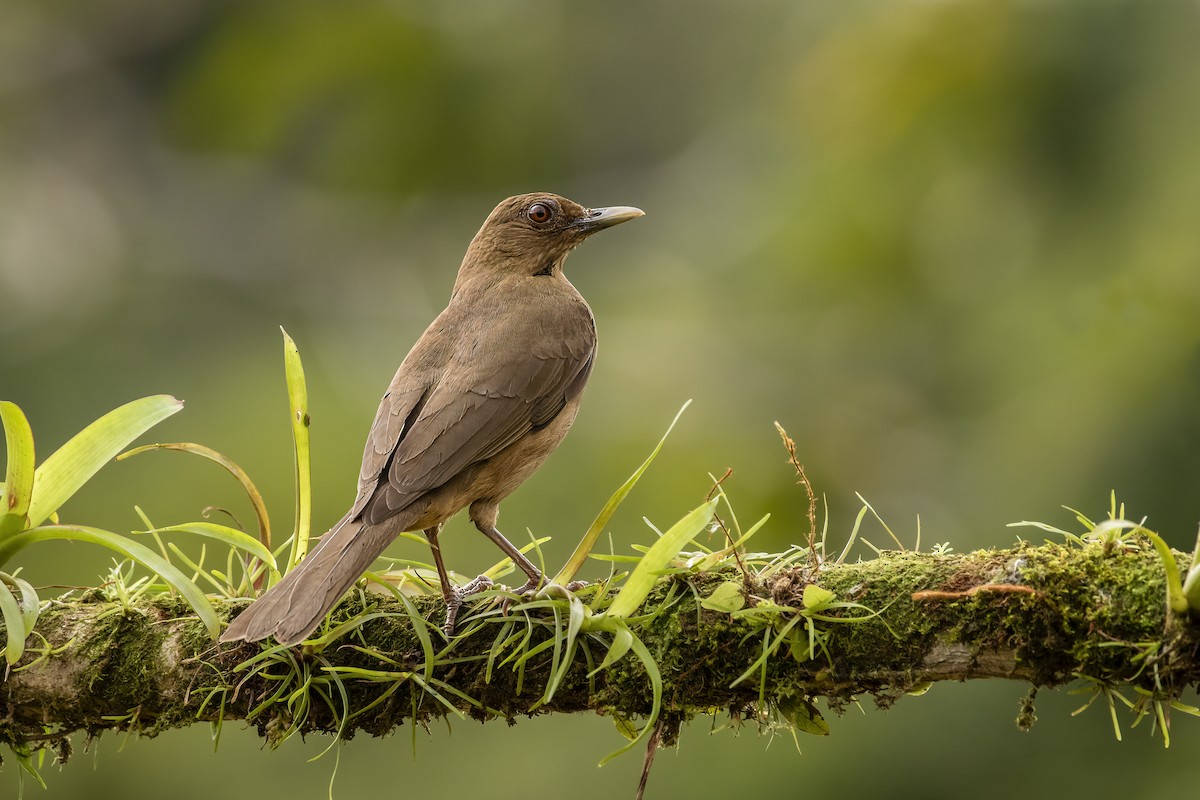 Clay-colored Thrush - ML636649528