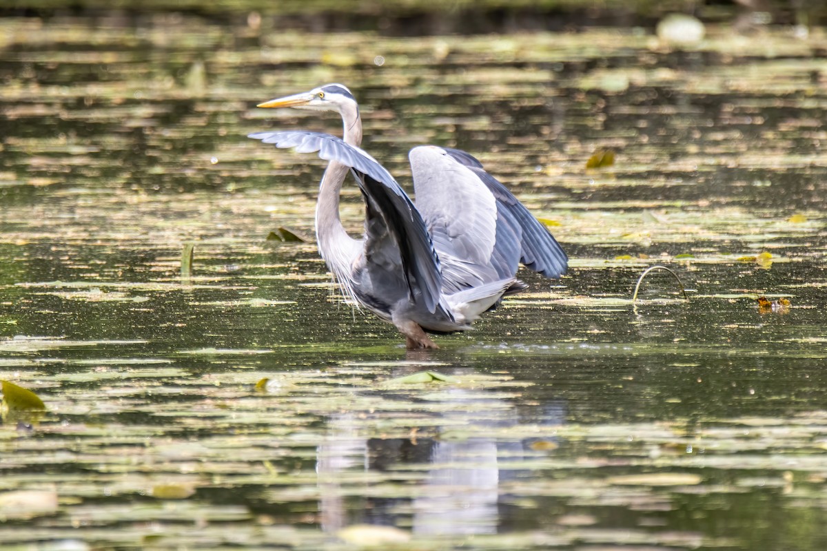 Great Blue Heron - ML636649541