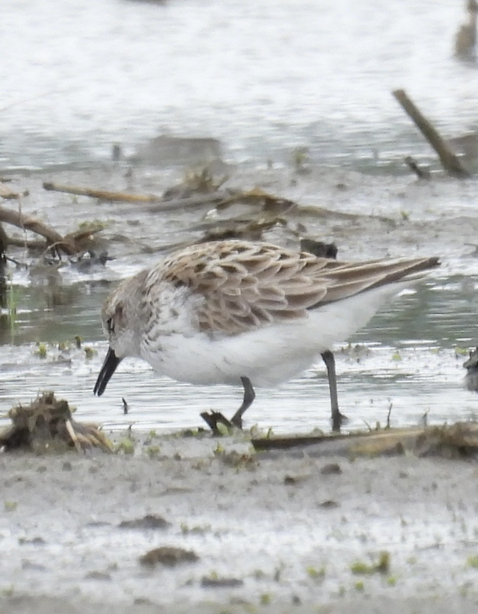 Semipalmated Sandpiper - ML636649545