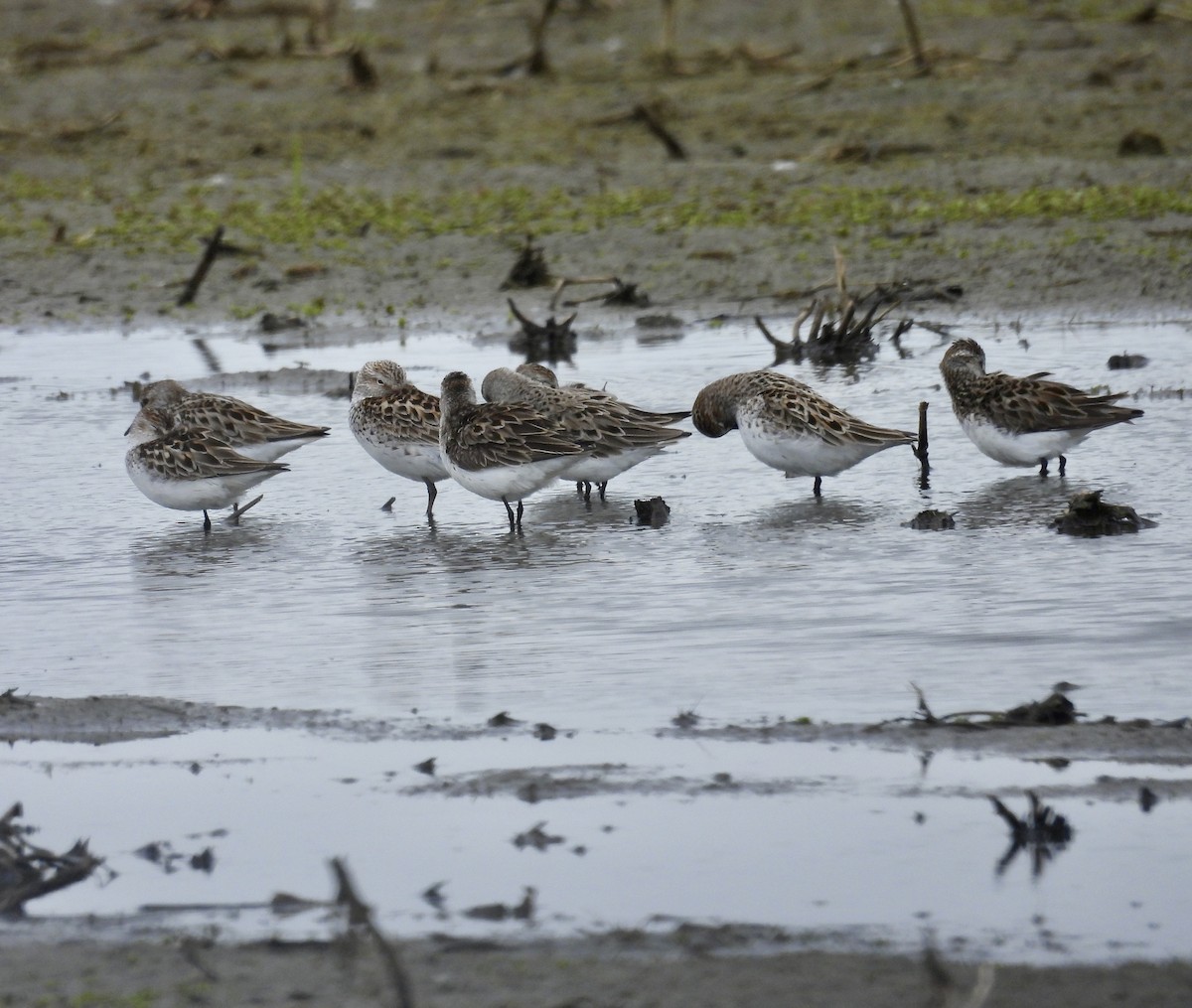 Semipalmated Sandpiper - ML636649546