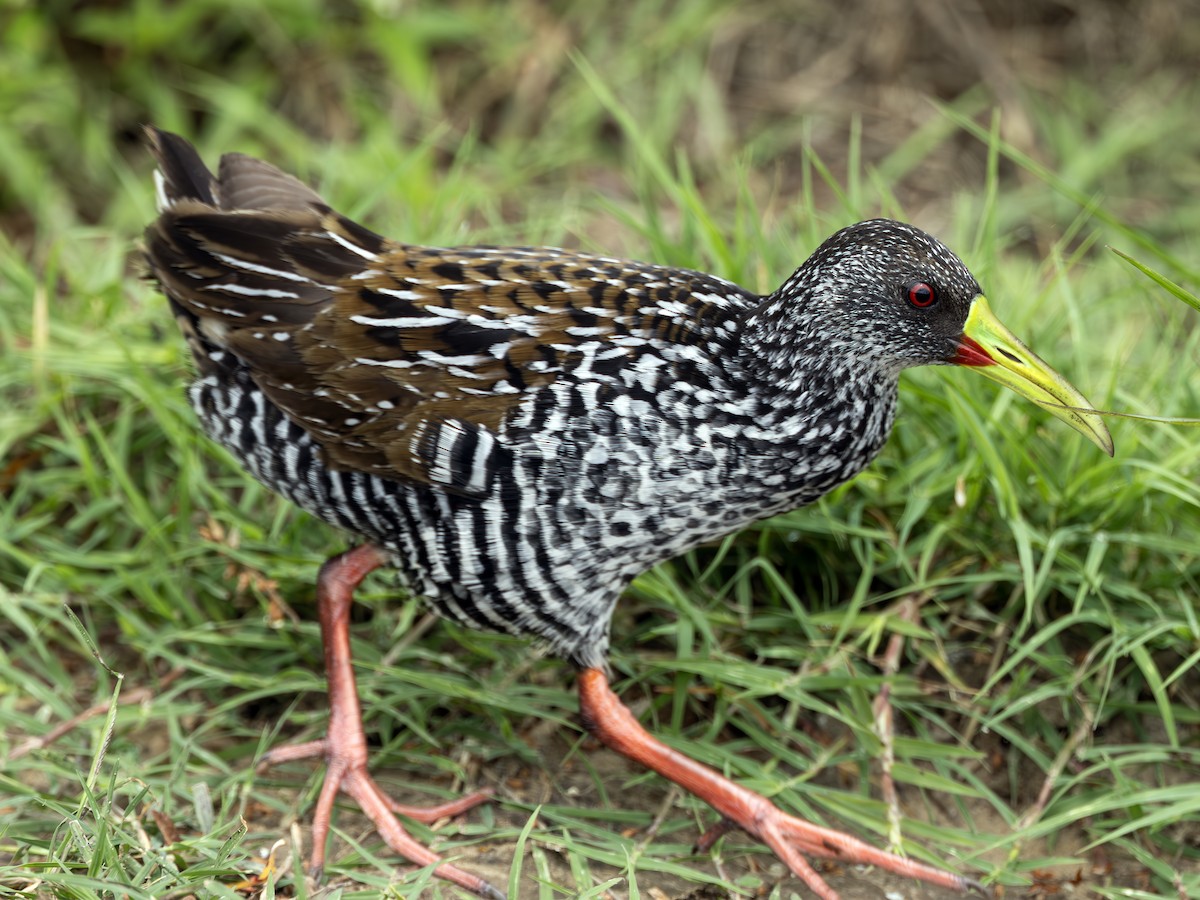 Spotted Rail - ML636649554