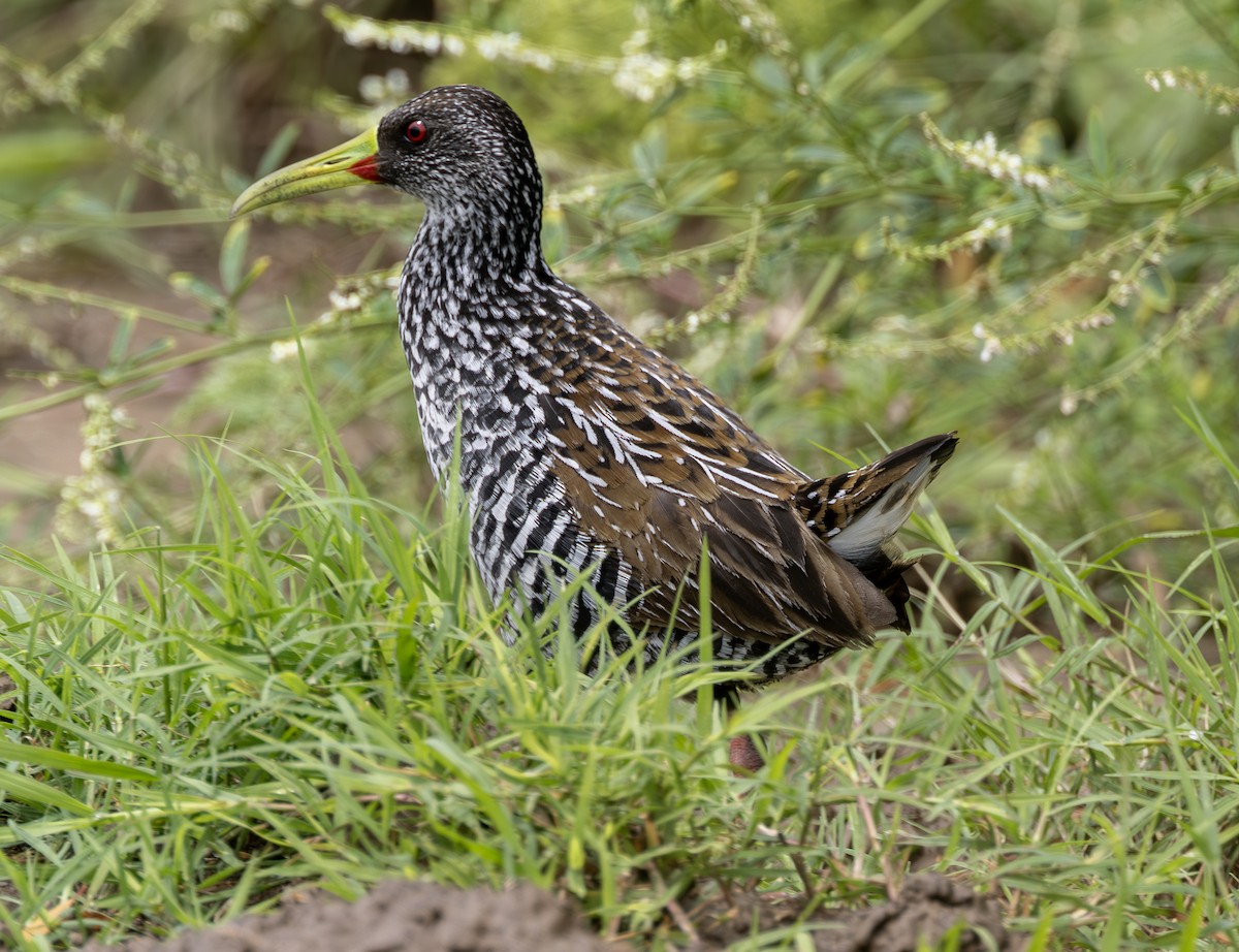 Spotted Rail - ML636649555