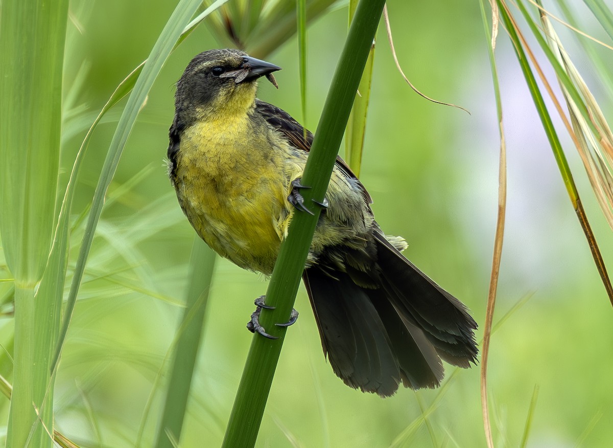 Unicolored Blackbird - ML636649580