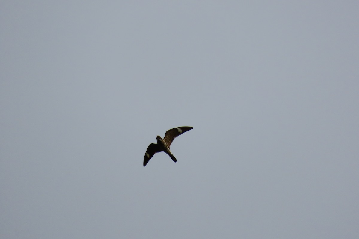 Common Nighthawk - ML636649590