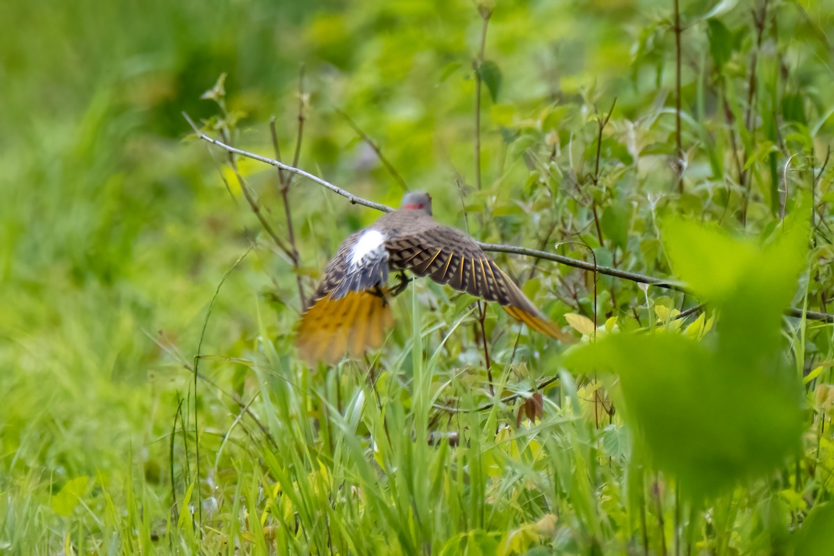 Carpintero Escapulario - ML636649628