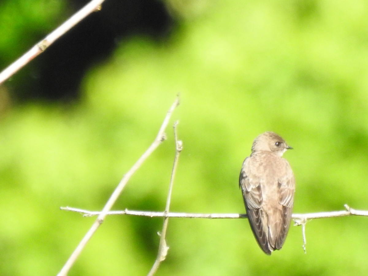 Northern Rough-winged Swallow - ML636649648