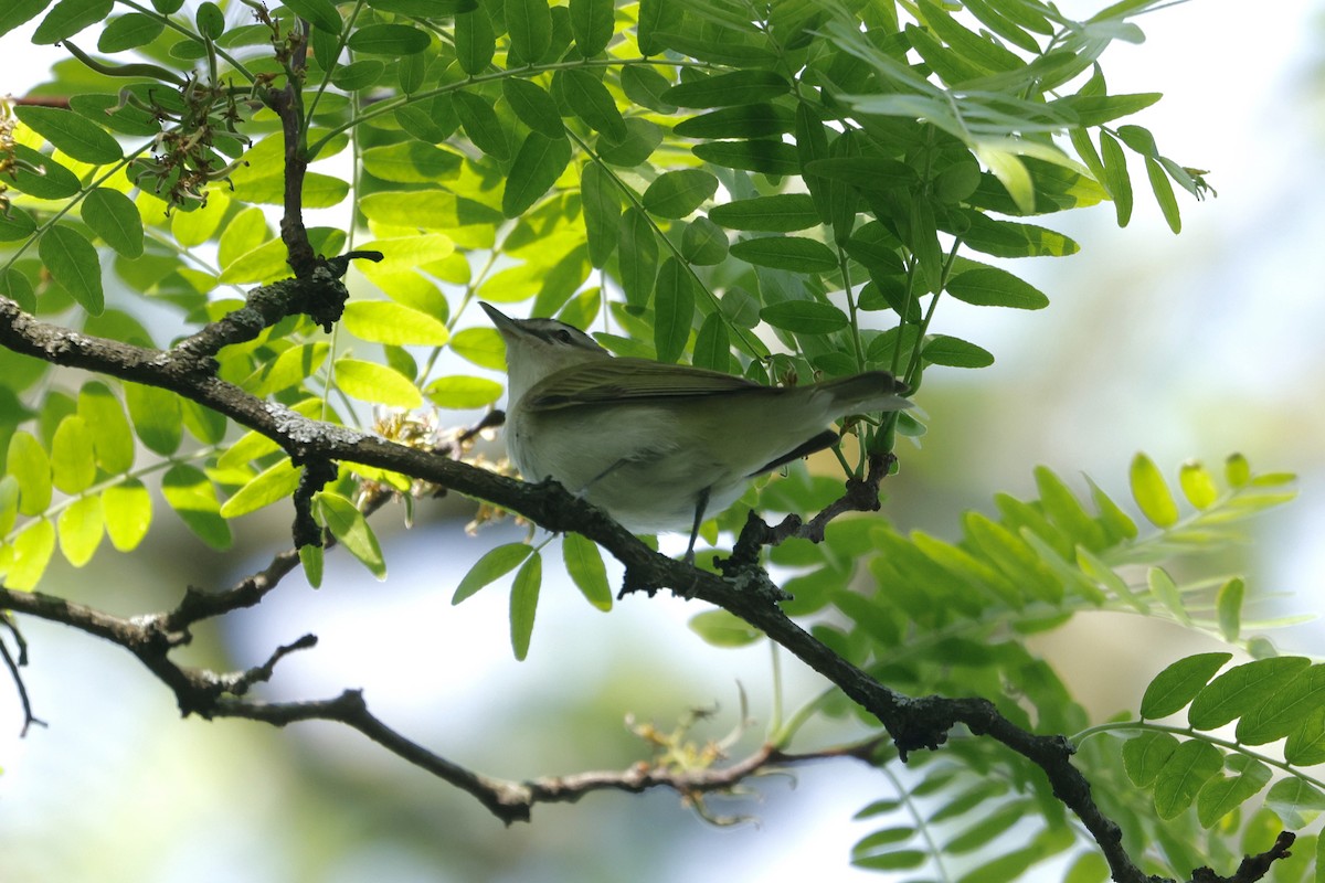 Red-eyed Vireo - ML636649652