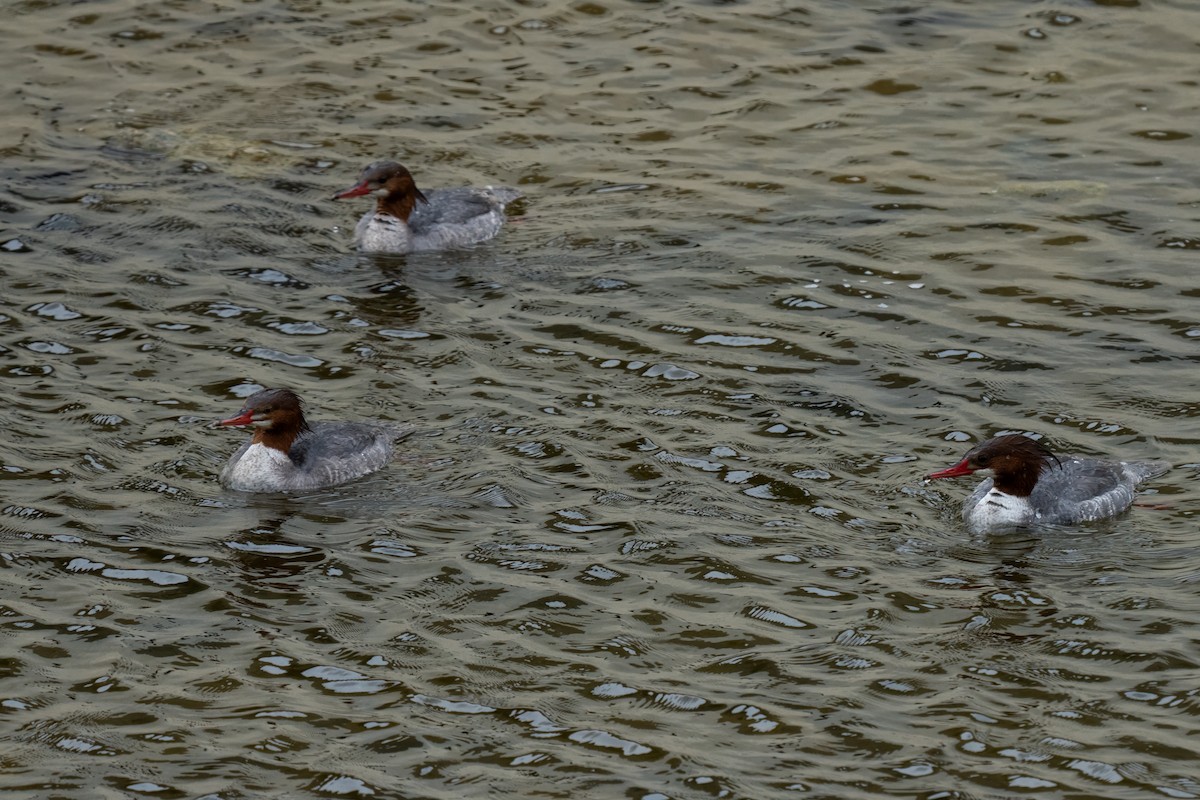 Common Merganser - ML636649747