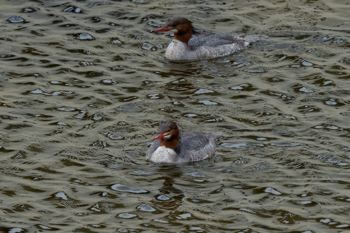 Common Merganser - ML636649750