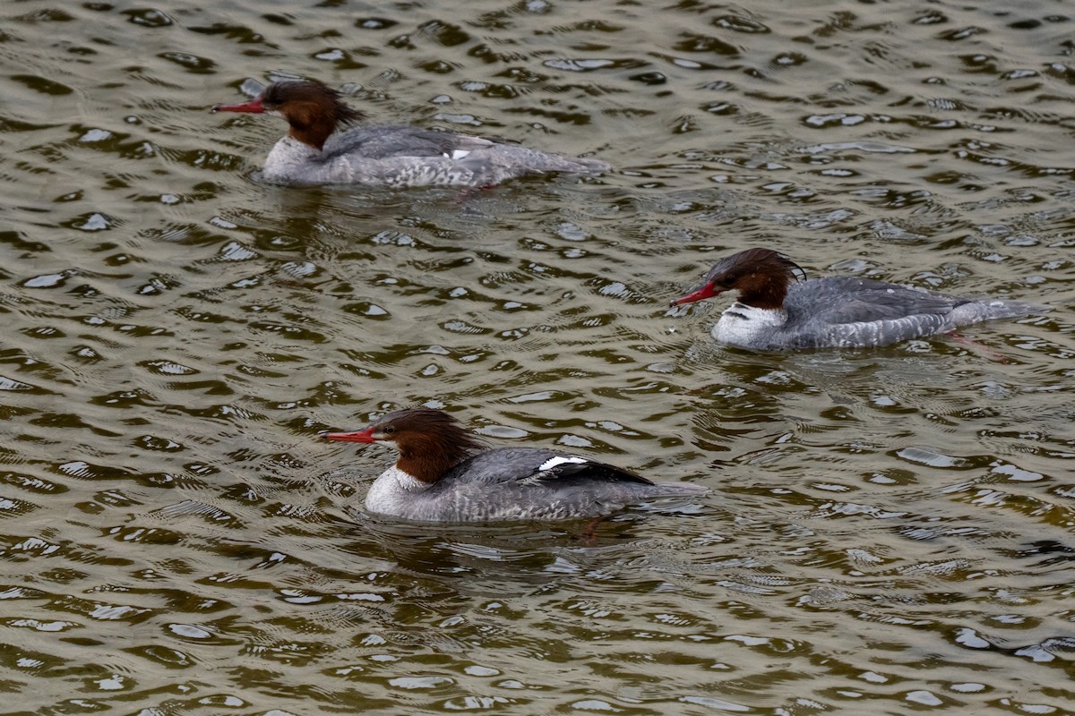 Common Merganser - ML636649756