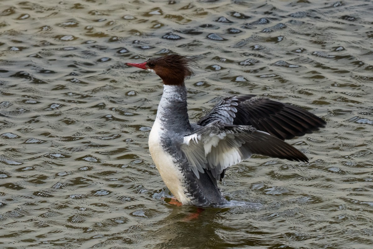 Common Merganser - ML636649759