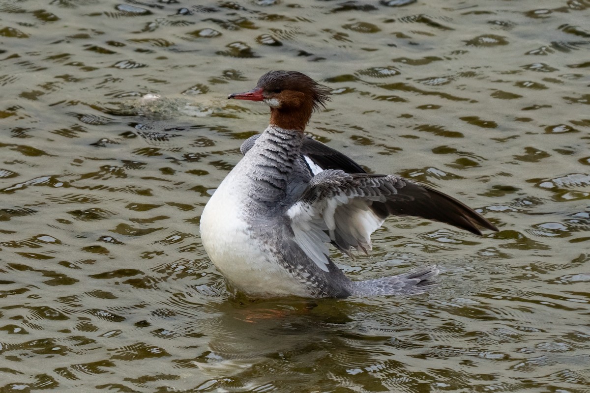 Common Merganser - ML636649761