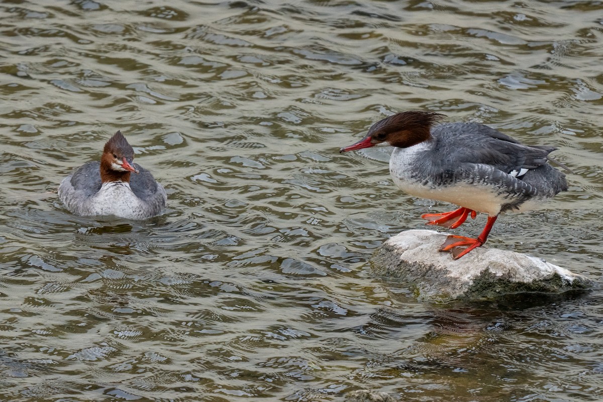 Common Merganser - ML636649763