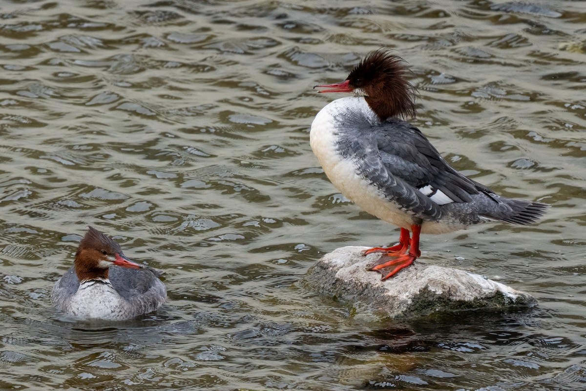 Common Merganser - ML636649765