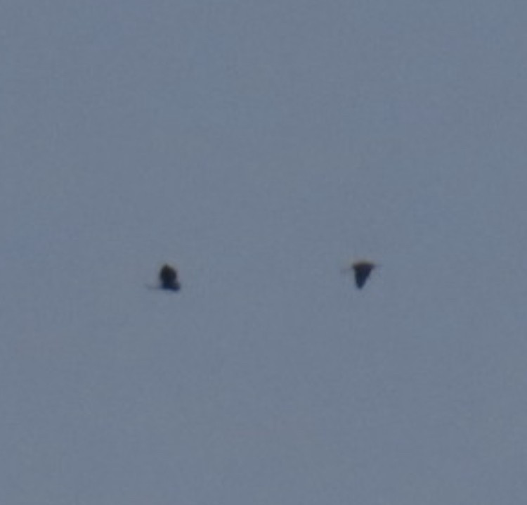 heron sp. - ML636649768