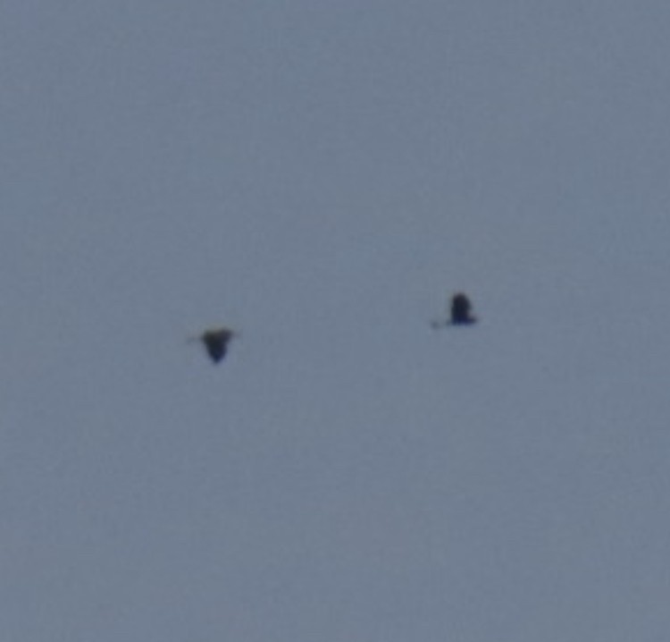 heron sp. - ML636649770