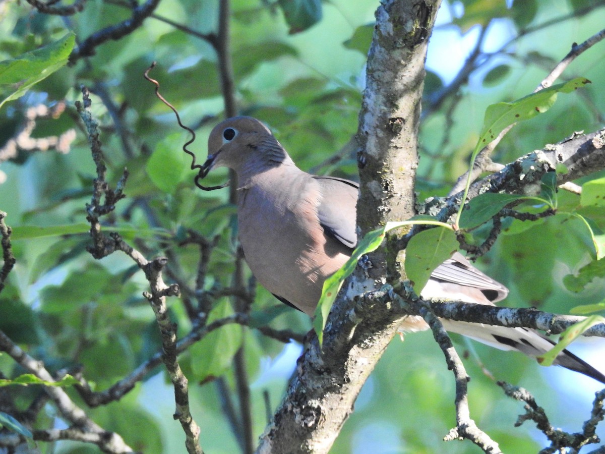 Mourning Dove - ML636649793