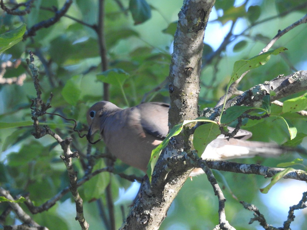 Mourning Dove - ML636649794
