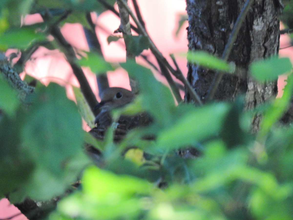 Mourning Dove - ML636649795